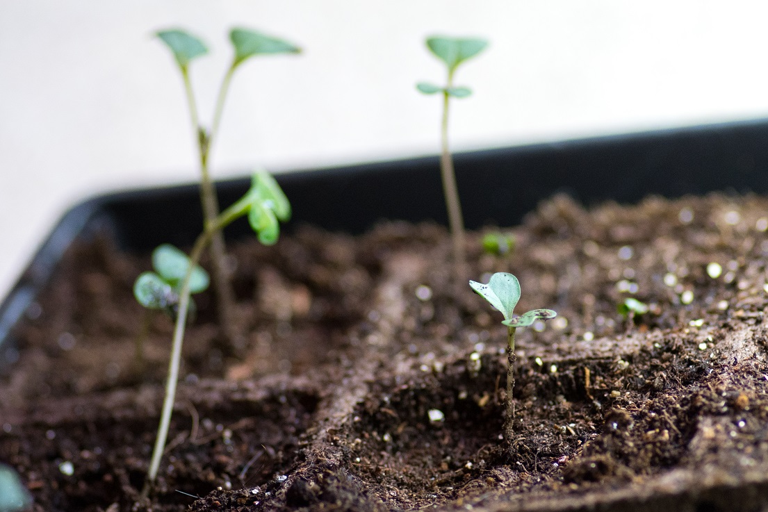 How To Start Seeds Indoors | A Rural Girl Writes