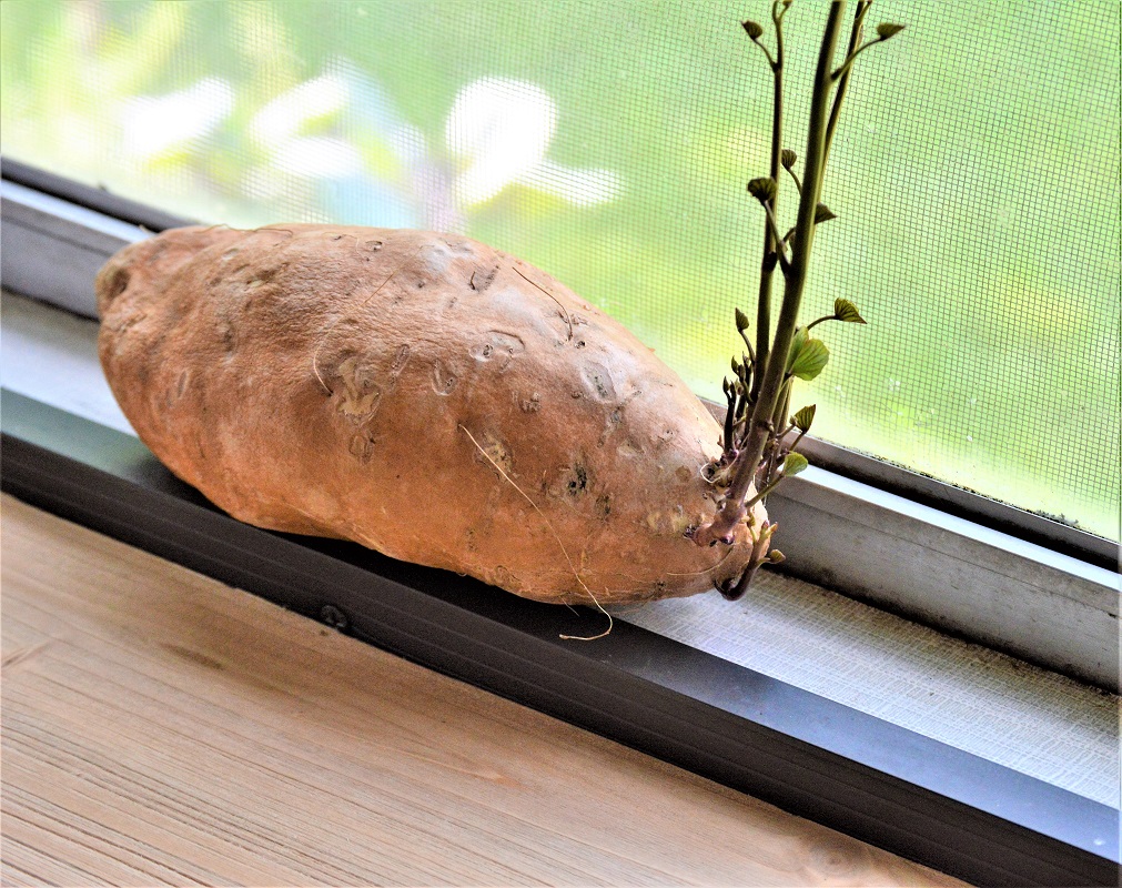 Turn Sprouted Sweet Potatoes Into Plants A Rural Girl Writes