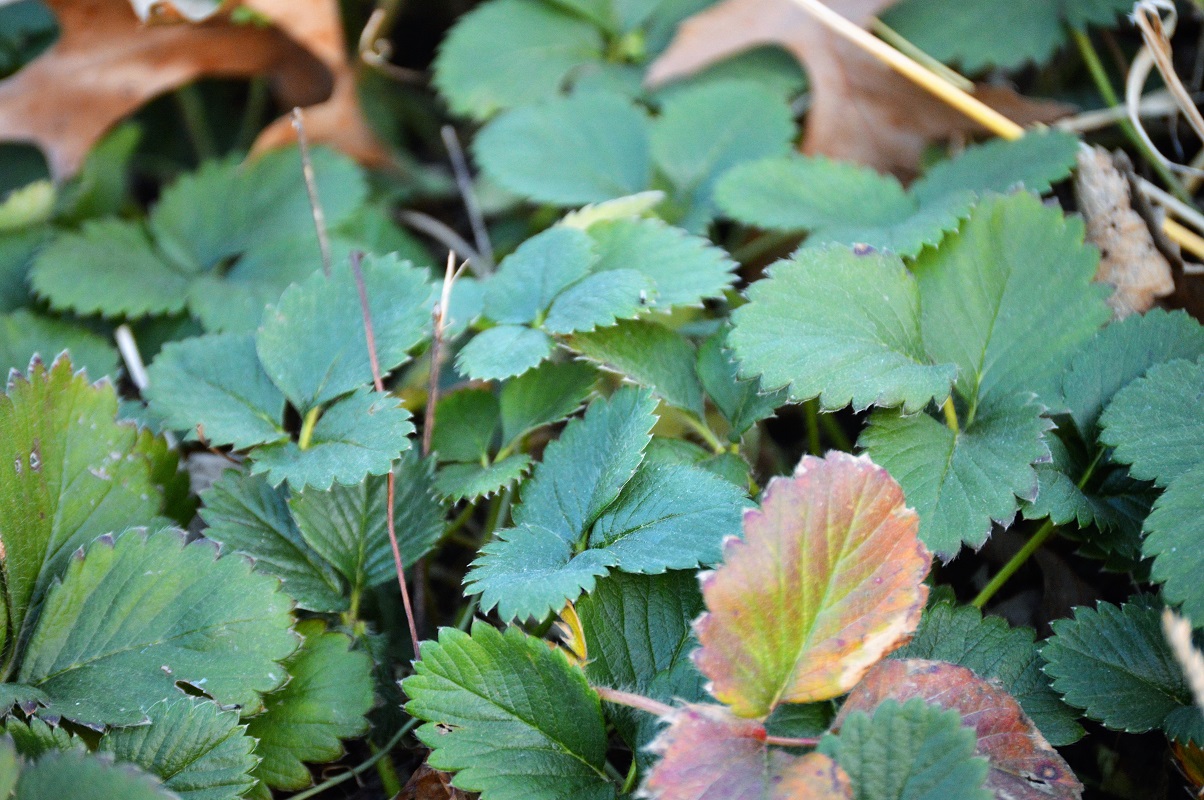 Prepare your strawberry plants for winter